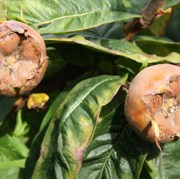 Medlar Nottingham Quince A 12 Litre