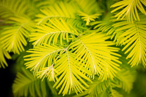 Metasequoia Goldrush 12 Litre