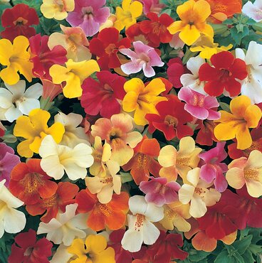 Mimulus Magic Mix 6 Pack