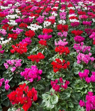 Mini Cyclamen Mixed Jumbo Six Pack