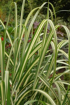 Miscanthus Cabaret 3Litre