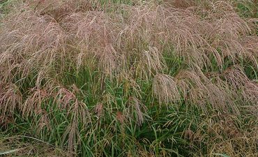 Miscanthus Cindy 5 Litre