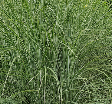 Miscanthus Morning Light 2 Litre