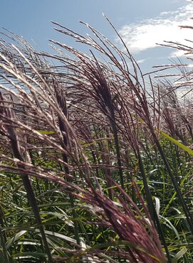 Miscanthus Red Chief 4.6 Litre