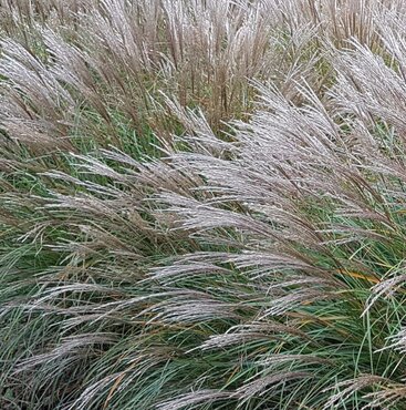 Miscanthus Sinensis Starlight 3 Litre