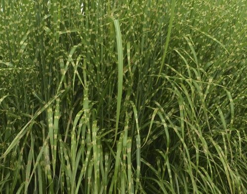 Miscanthus Strictus 2 Litre