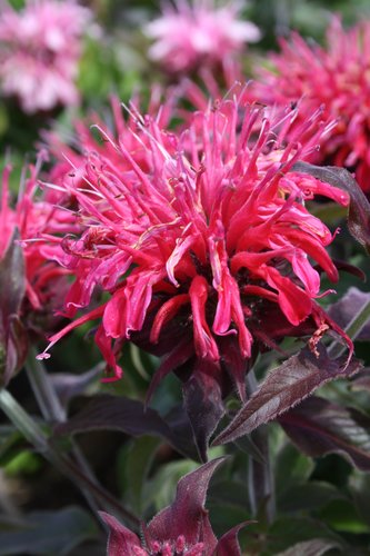 Monarda Balmy Lilac 2 Litre