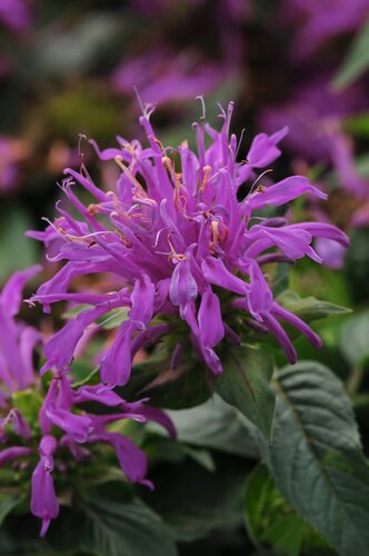 Monarda Balmy Lilac 2 Litre