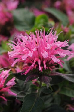 Monarda 'Balmy Pink' 3 Litre