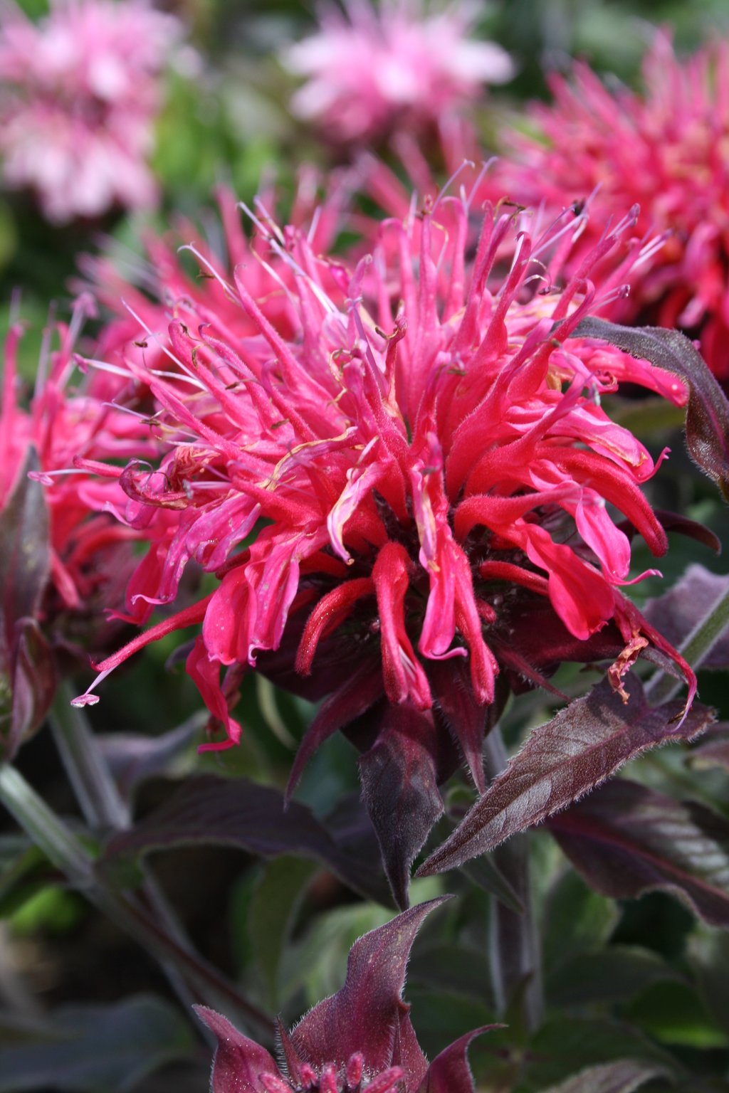 Monarda Balmy Purple 2 Litre - Stewarts Garden Centre