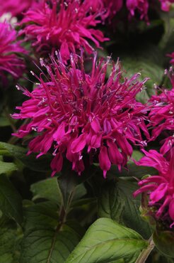 Monarda Balmy Purple 2 Litre