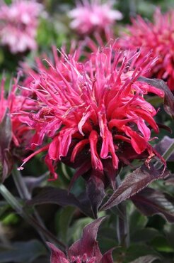 Monarda Balmy Purple 2 Litre