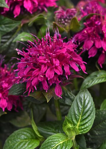 Monarda 'Balmy Rose' 3 Litre