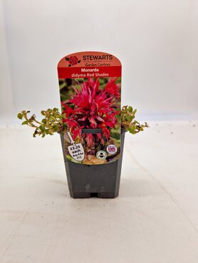 Monarda Red Shades 9cm