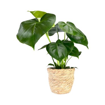 Monstera 12cm Deliciosa in basket