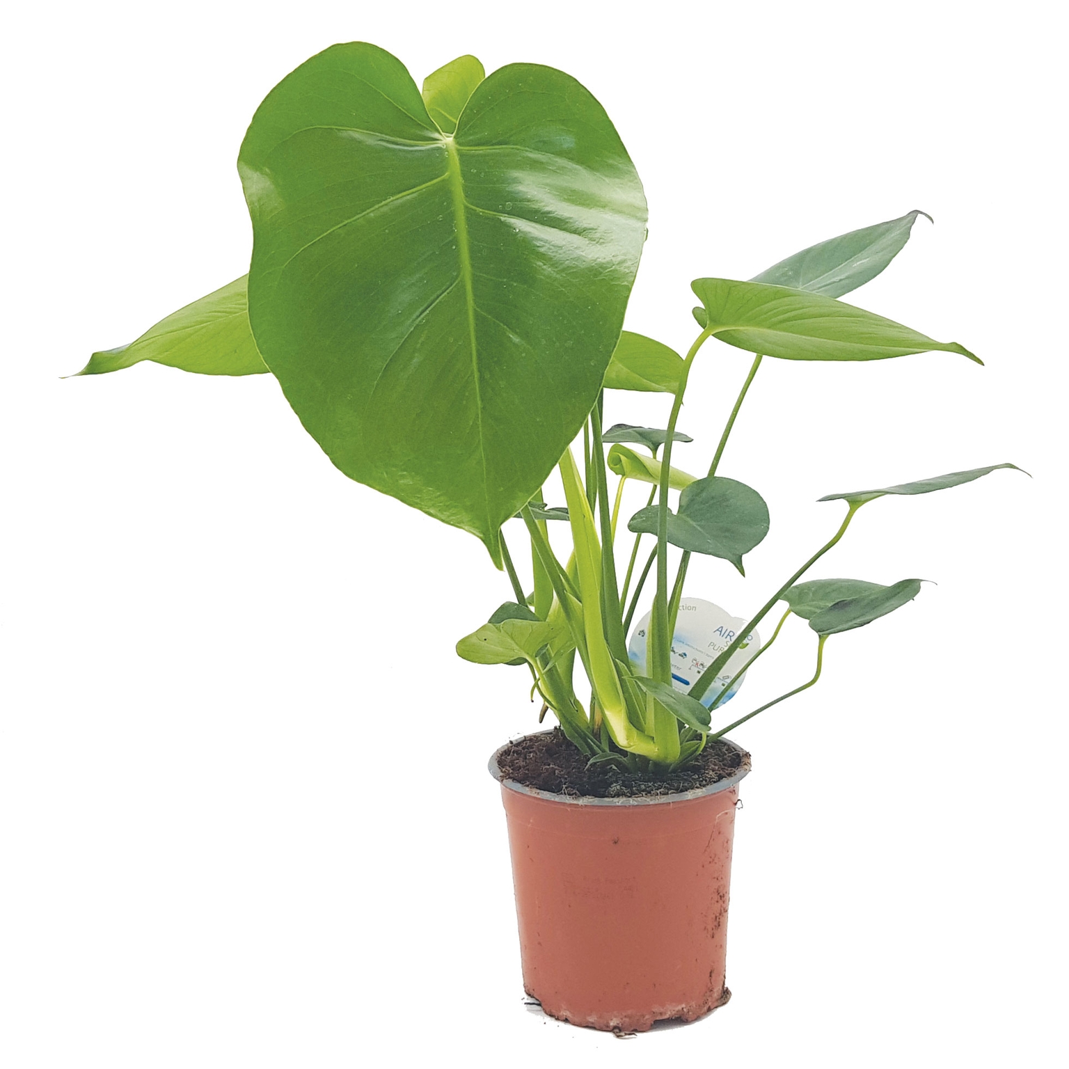 Monstera Delicosa (17cm pot) - Stewarts Garden Centre