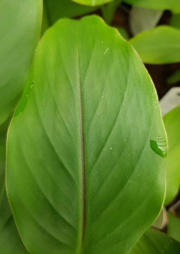 Musa Basjoo 4.5 Litre