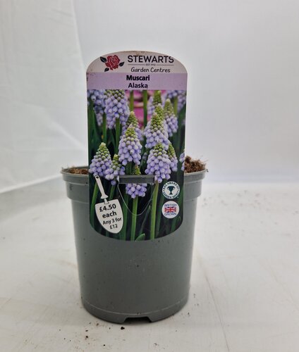 Muscari Alaska Potted Bulb 1 Litre