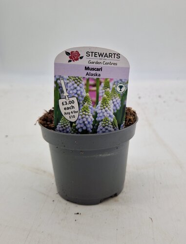 Muscari Alaska Potted Bulb 9cm