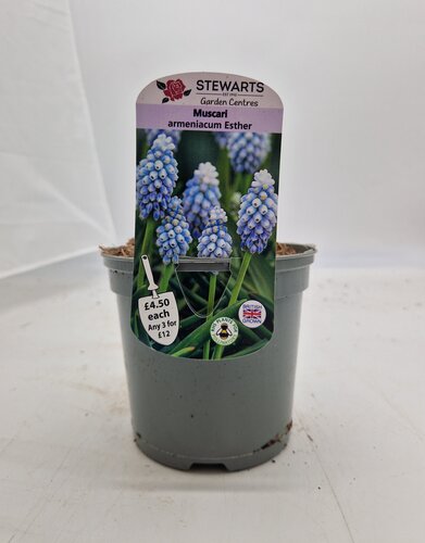 Muscari Armeniacum Esther Potted Bulb 1 Litre