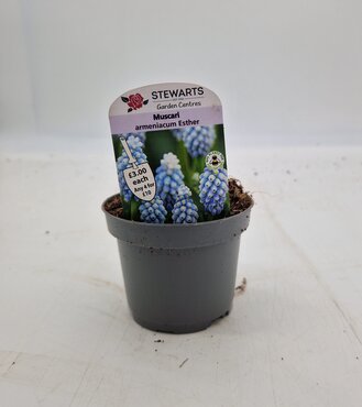 Muscari Armeniacum Esther Potted Bulb 9cm