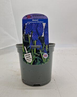 Muscari Armeniacum Marleen Potted Bulb 1 Litre