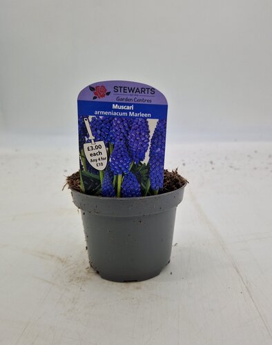 Muscari Armeniacum Marleen Potted Bulb 9cm