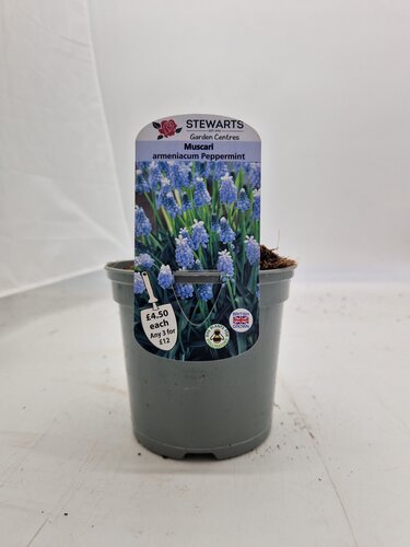 Muscari Armeniacum Peppermint Potted Bulb 1 Litre