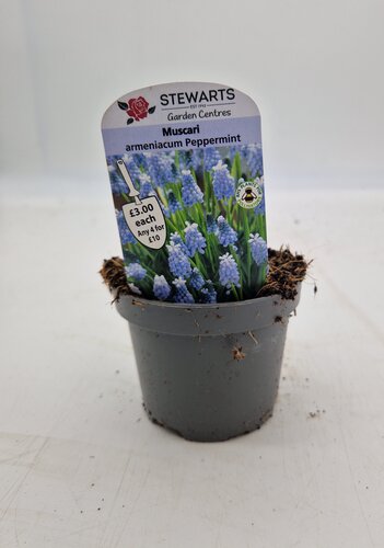 Muscari Armeniacum Peppermint Potted Bulb 9cm