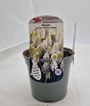 Muscari Aucheri White Magic Potted Bulb 1 Litre