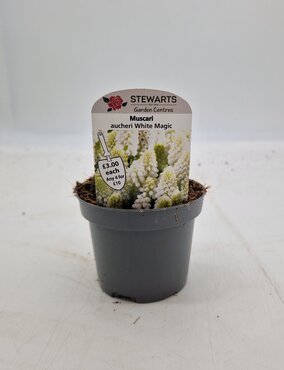 Muscari Aucheri White Magic Potted Bulb 9cm