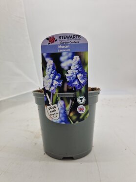 Muscari Azureum Potted Bulb 1 Litre