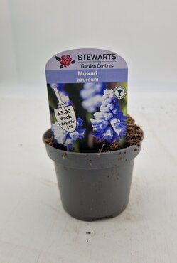 Muscari Azureum Potted Bulb 9cm