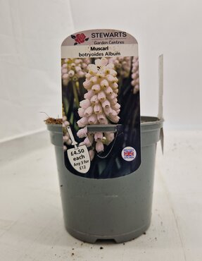 Muscari Botryoides Album Potted Bulb 1 Litre