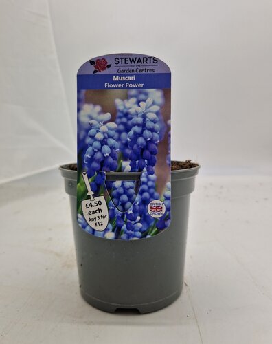 Muscari Flower Power Potted Bulb 1 Litre