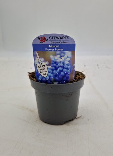 Muscari Flower Power Potted Bulb 9cm