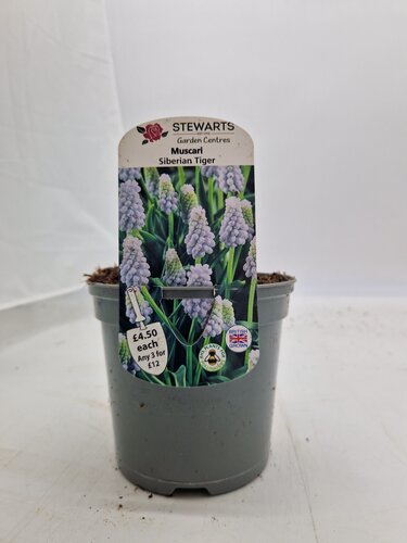 Muscari Siberian Tiger Potted Bulb 1 Litre