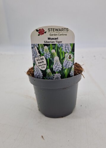 Muscari Siberian Tiger Potted Bulb 9cm