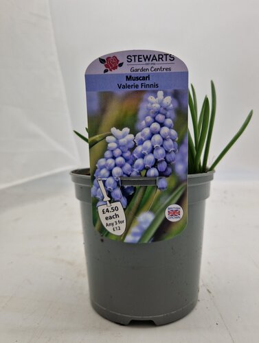 Muscari Valerie Finnis Potted Bulb 1 Litre