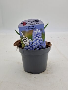 Muscari Valerie Finnis Potted Bulb 9cm