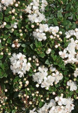 Myrtus Communis 3 Litre