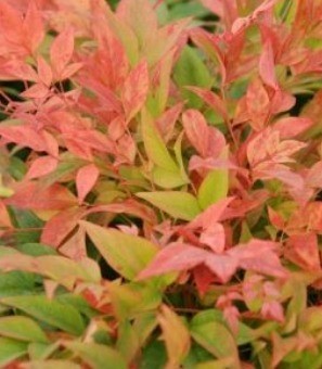 Nandina domestica Gulf Stream 2 litre