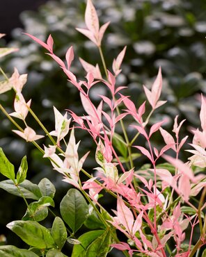 Nandina domestica mix 15cm - image 1