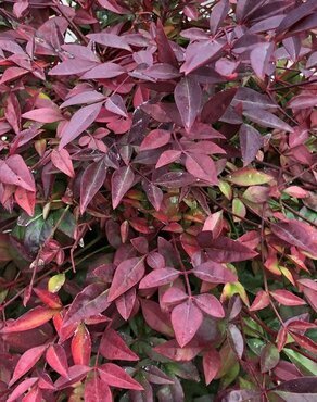 Nandina domestica mix 15cm - image 2