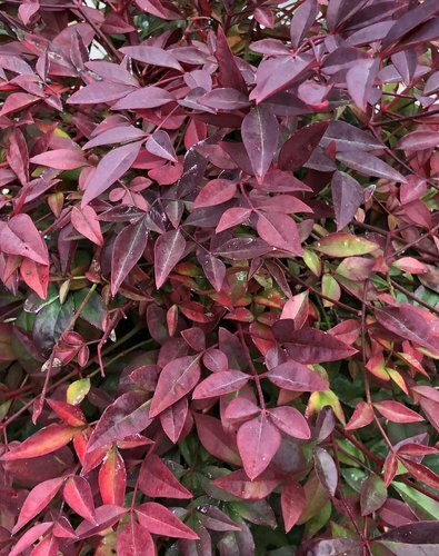 Nandina domestica Obsessed 2 Litre