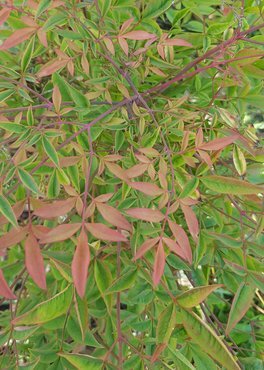 Nandina domestica Richmond 3 Litre