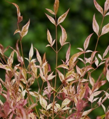 Nandina domestica Twilight 3 Litre