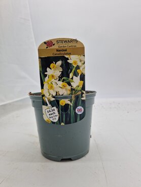 Narcissi Canaliculatus Potted Bulb 1 Litre