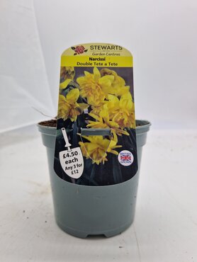 Narcissi Double Tete A Tete Potted Bulb 1 Litre