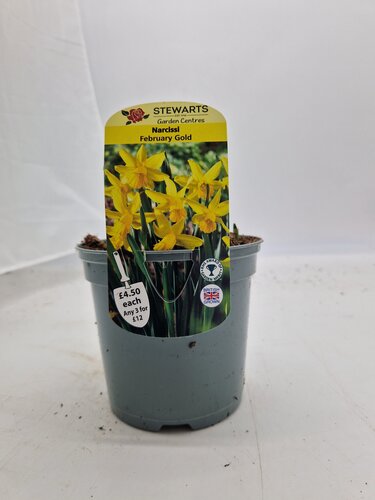 Narcissi February Gold Potted Bulb 1 Litre